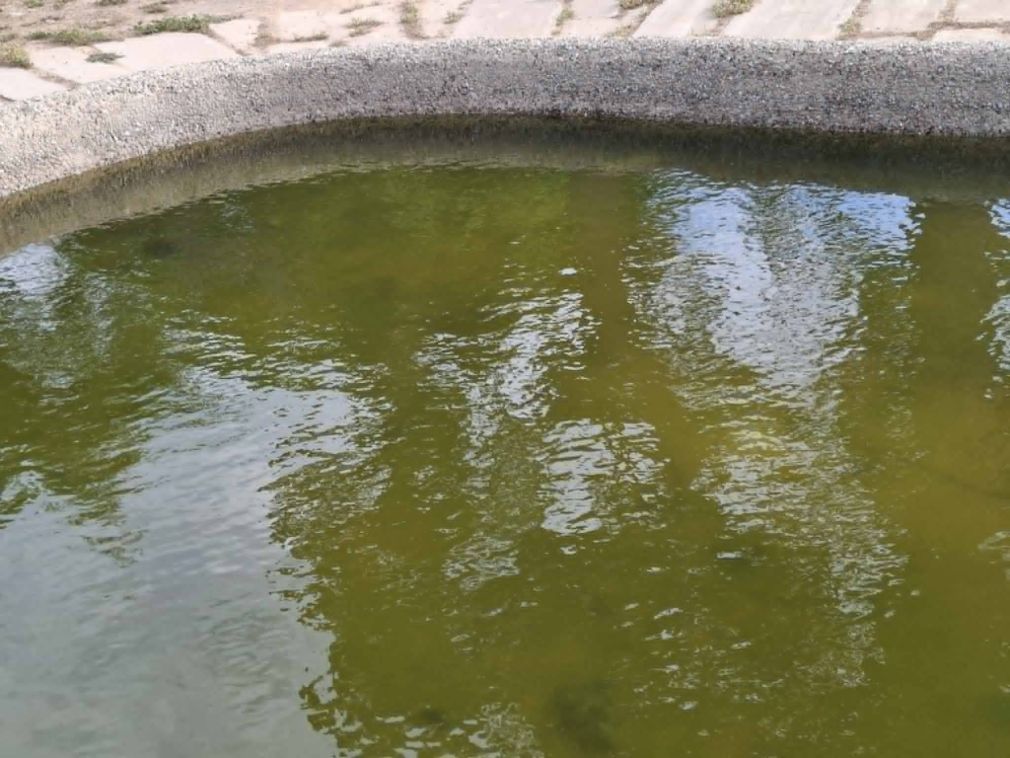 ΖΗΤΟΥΝΤΑΙ ΒΑΤΡΑΧΙΑ... για το Πάρκο Ειρήνης και Φιλίας!